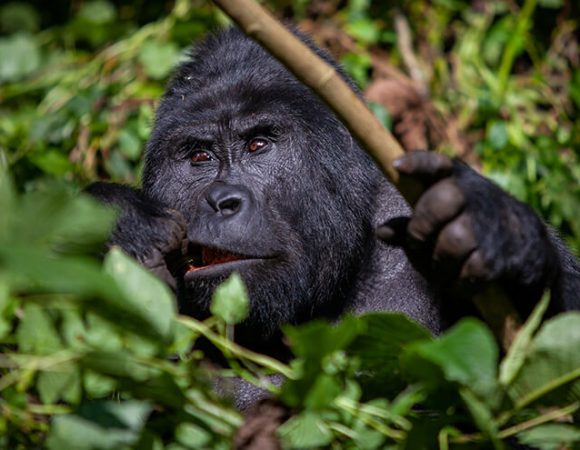 Uganda Gorilla Safaris in December