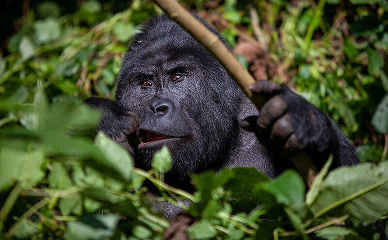 Uganda Gorilla Safaris in December
