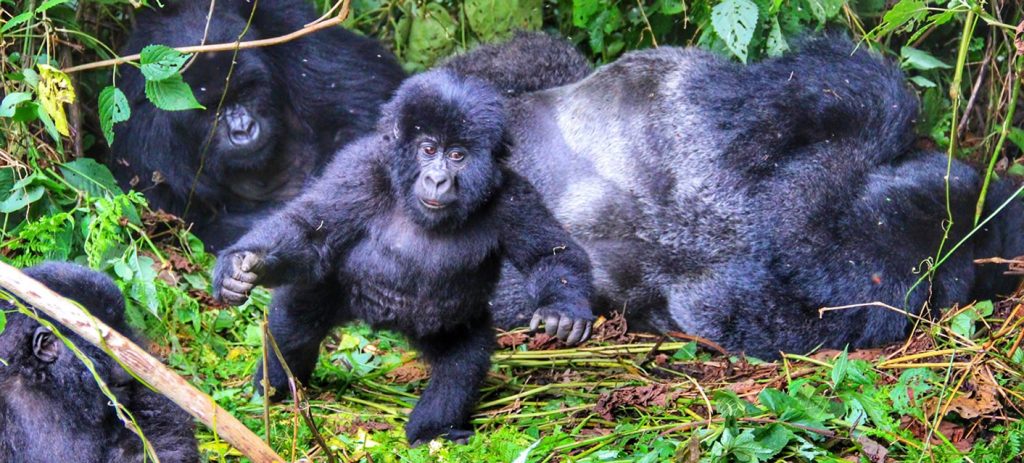 Updated List of Rwanda Gorilla Families –Best for Gorilla Trekking 