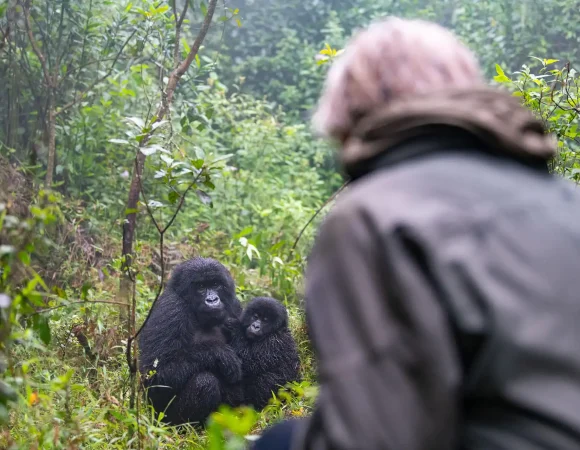 Rwanda Gorilla Families