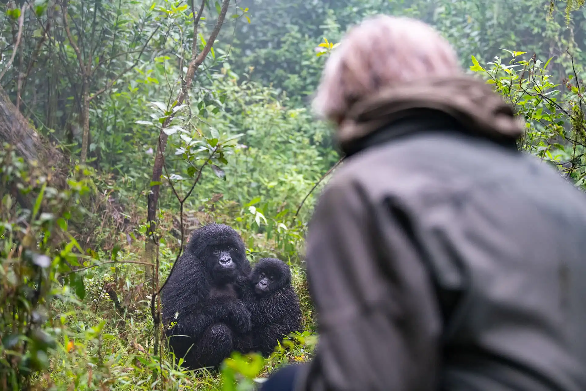 Rwanda Gorilla Families