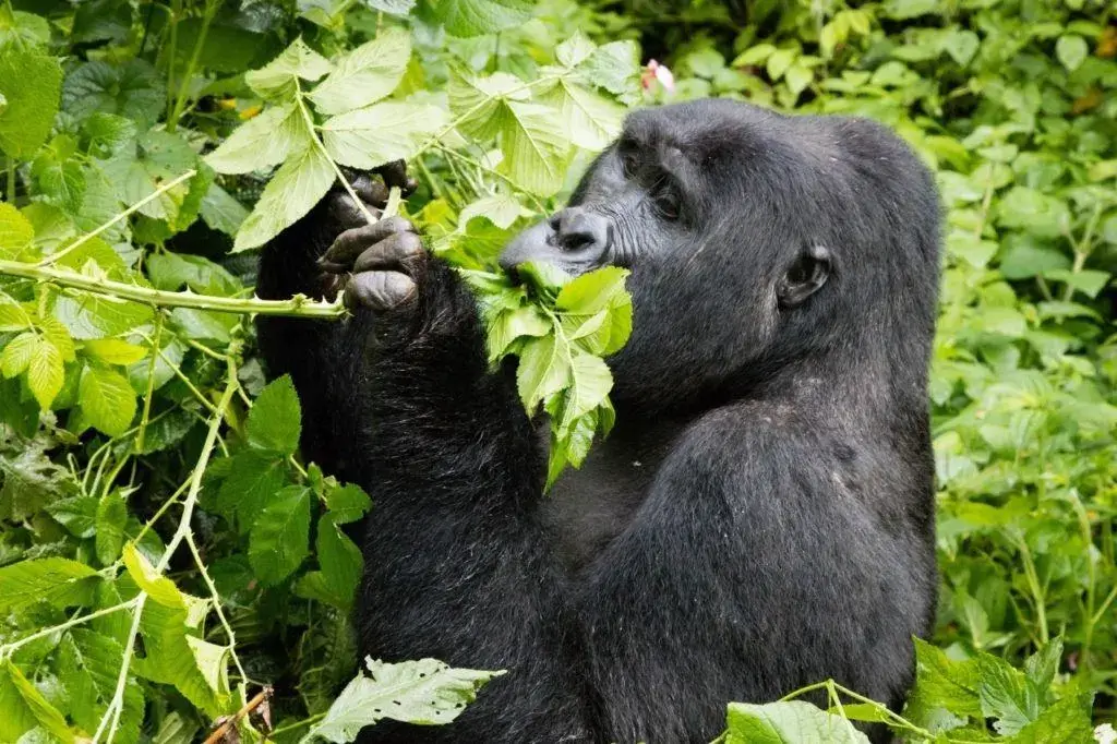 Silverback Gorilla Trekking Tours offers the Best Gorilla Safaris in Uganda and Rwanda.