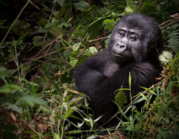 Uganda Gorilla Safaris in August