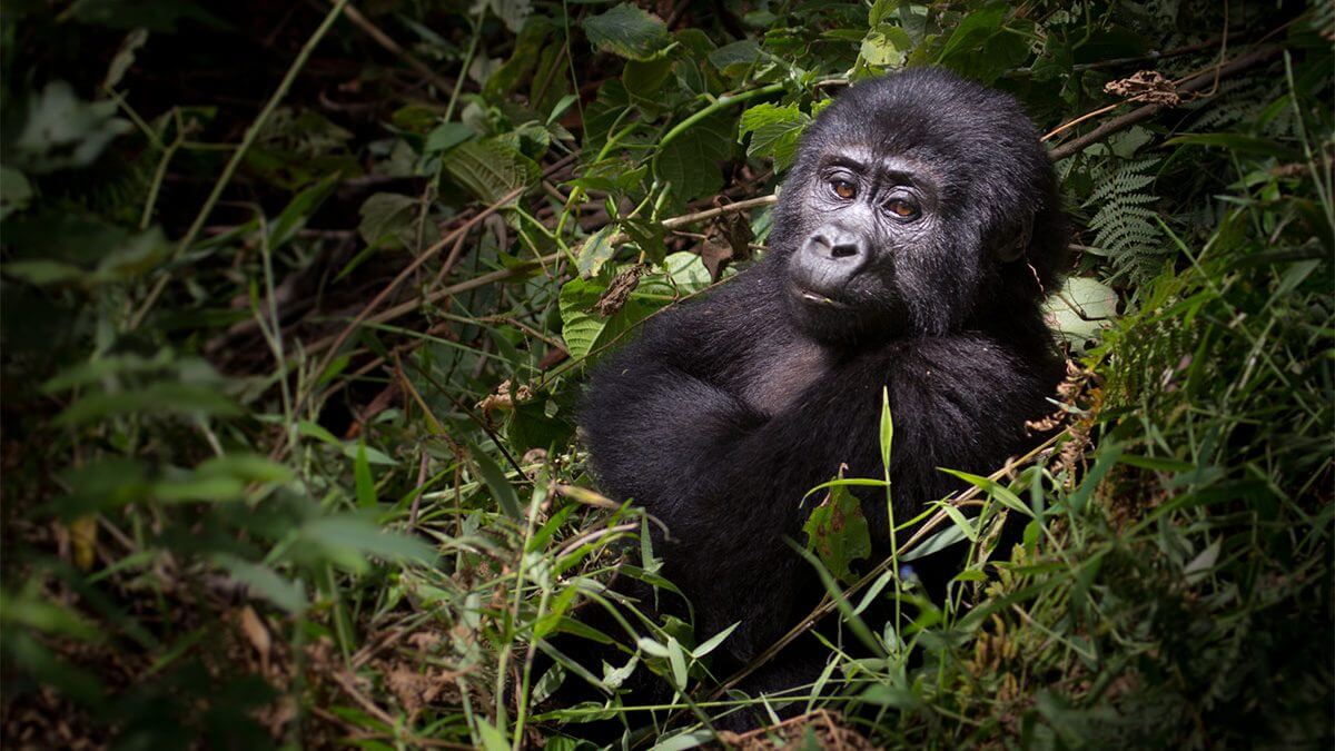 Uganda Gorilla Safaris in August