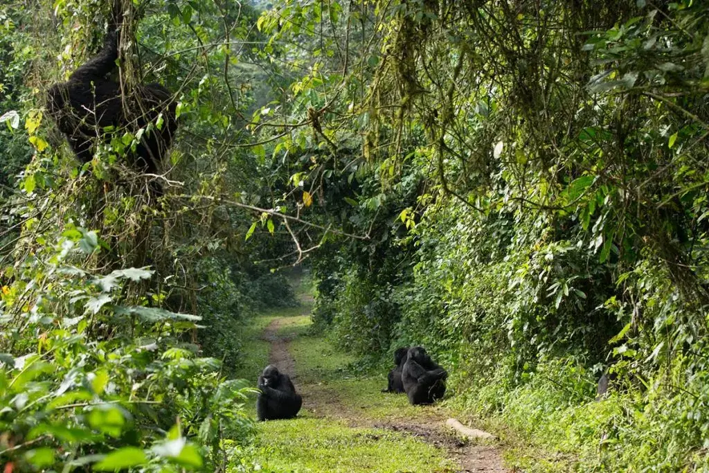 Uganda Gorilla Safaris in August is Best time of the year for Gorilla Trekking Tours