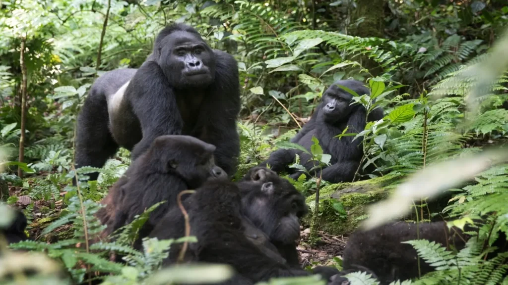 Premium Uganda Gorilla Safaris in December, the best time for gorilla trekking tours in Bwindi Impenetrable National Park and Mgahinga Gorilla National Park.
