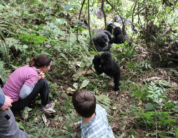 Uganda Gorilla Safaris in July
