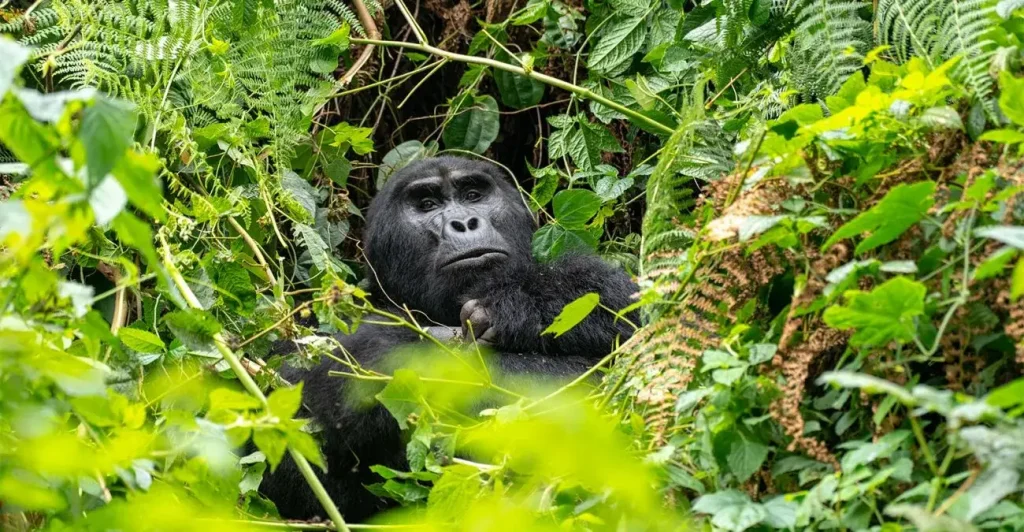 Uganda Gorilla Safaris in July –Premium Africa Safaris 
