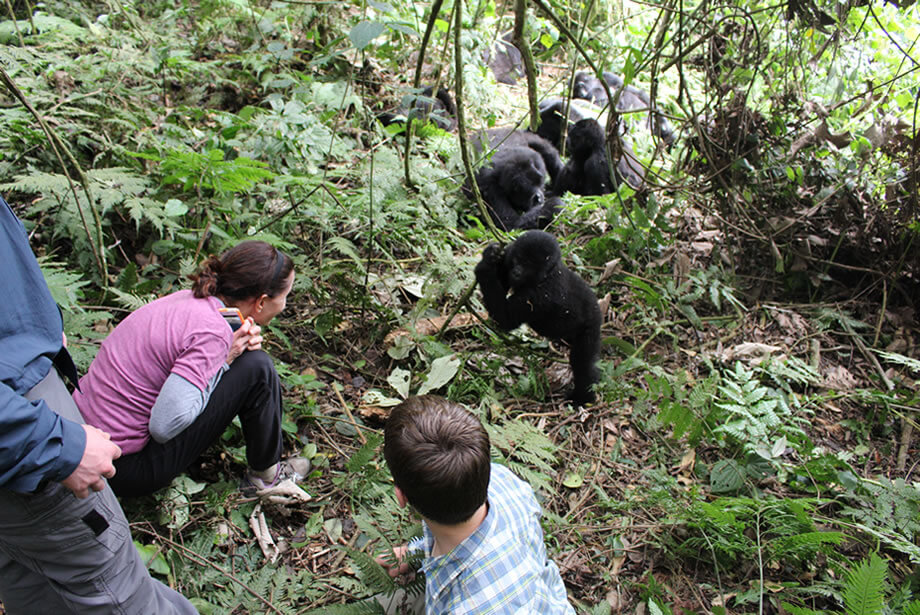 Uganda Gorilla Safaris in July