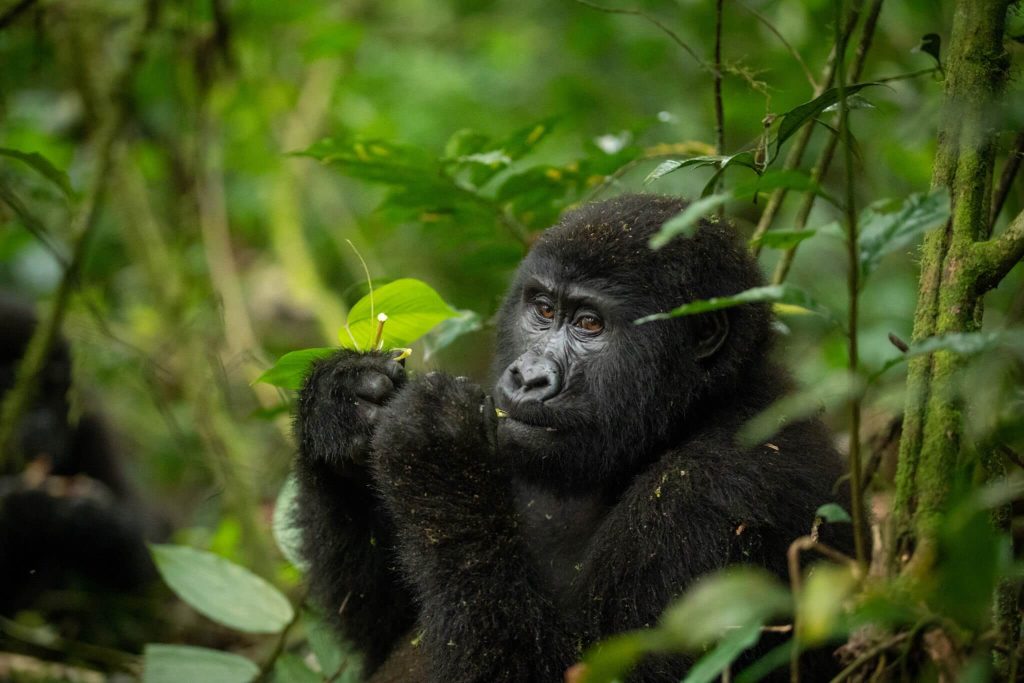 Uganda Gorilla Safaris in June the Best Time to Visit Uganda Gorillas