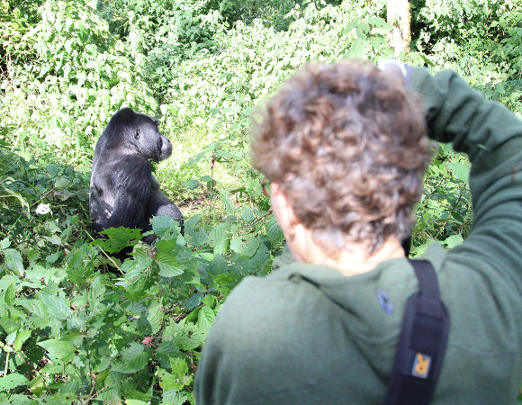 Uganda Gorilla Safaris in June