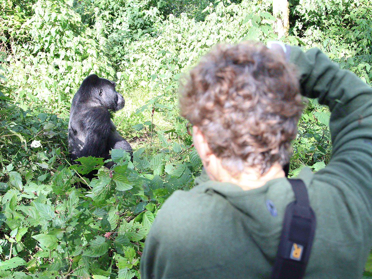 Uganda Gorilla Safaris in June