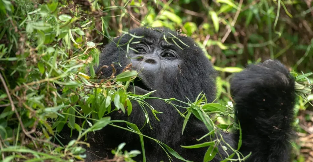 Uganda Gorilla Safaris in November, one of the best Low Seasons to Visit Gorillas or embark on gorilla trekking.