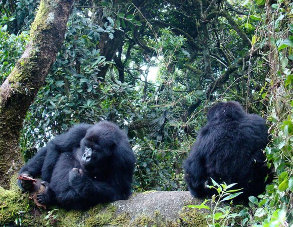 Uganda Gorilla Safaris in November