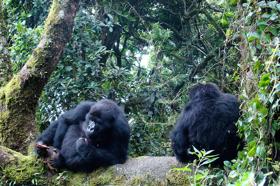 Uganda Gorilla Safaris in November