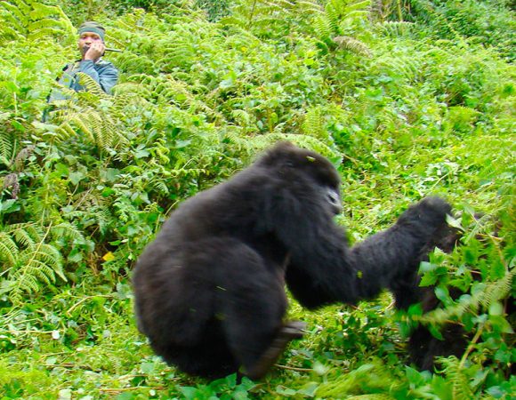 Uganda Gorilla Safaris in October