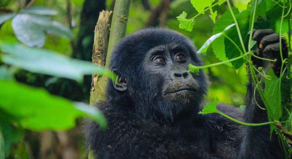Uganda Gorilla Safaris in October Guide to best time to go gorilla trekking or gorilla habituation in Bwindi or Mgahinga.