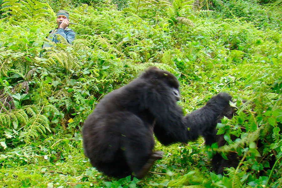 Uganda Gorilla Safaris in October