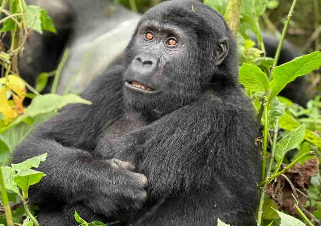 Uganda Gorilla Safaris in September by Premium Africa Safaris offers the best gorilla trekking free of crowds and ideal weather conditions