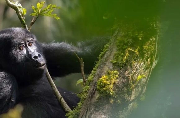 VIP Gorilla Trekking in Rwanda