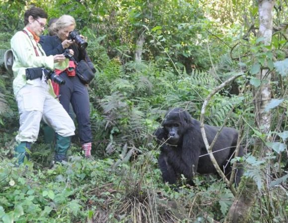 VIP Gorilla Trekking in Uganda