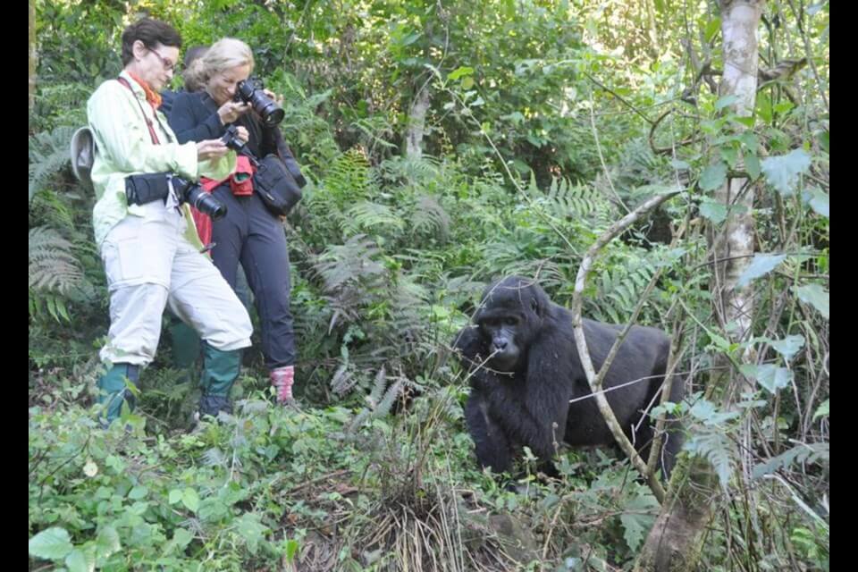 VIP Gorilla Trekking in Uganda