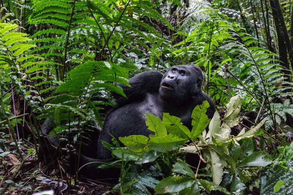 VIP Gorilla Trekking in Uganda