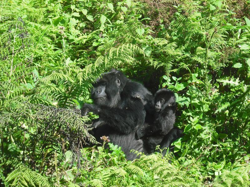 VIP Gorilla Trekking in Uganda to enjoy Premium Gorilla Uganda Safaris