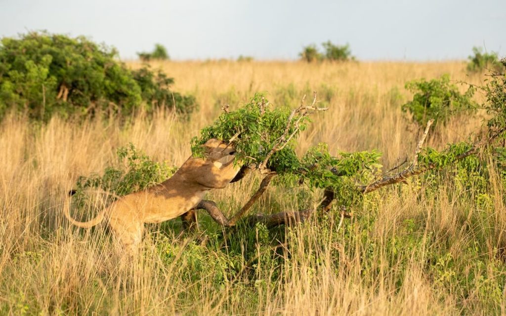 Wildlife Tours in Murchison Falls National Park to enjoy the Best Private Safaris including game drives with big cats, boat cruise, and more.