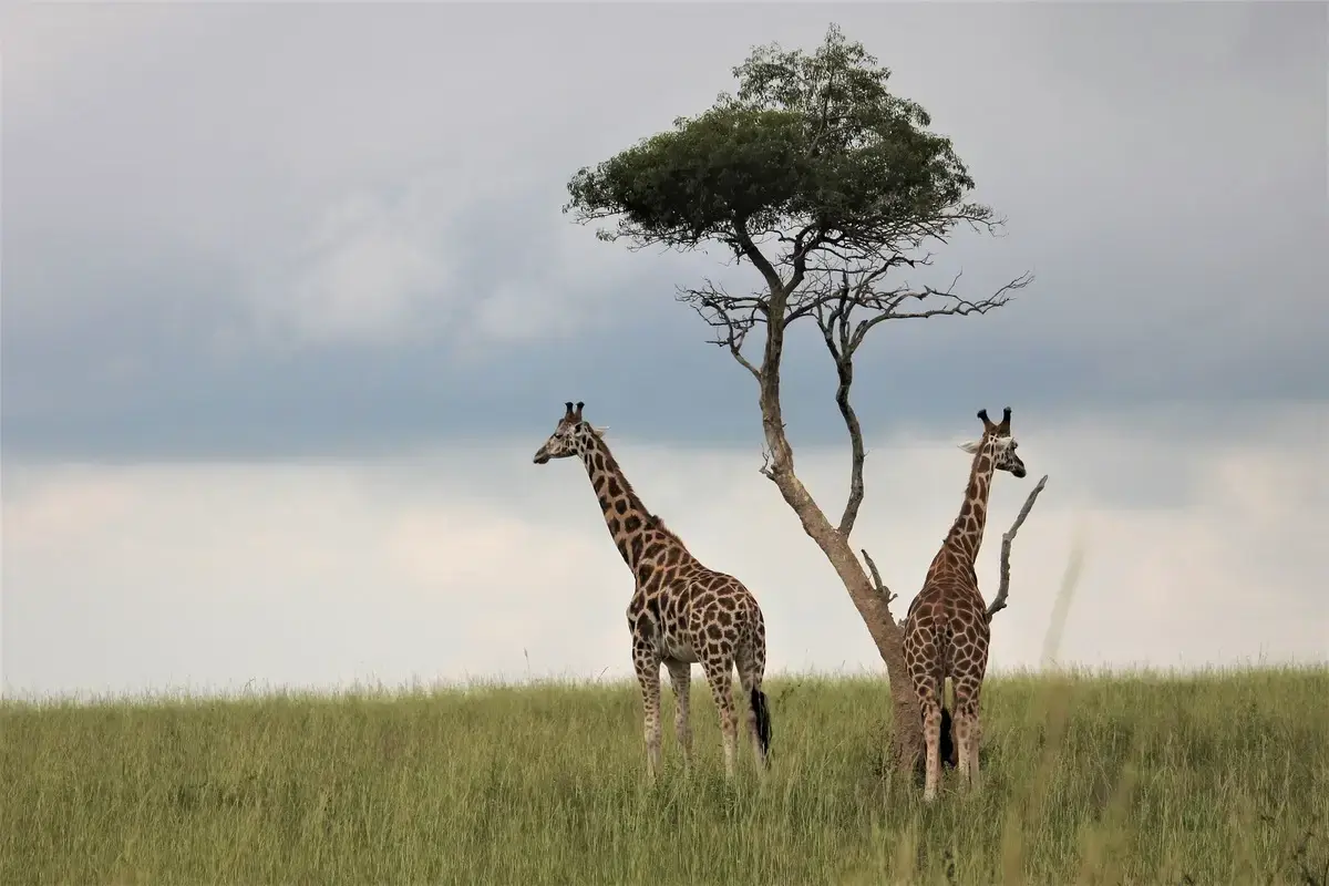 Wildlife Tours in Murchison Falls National Park