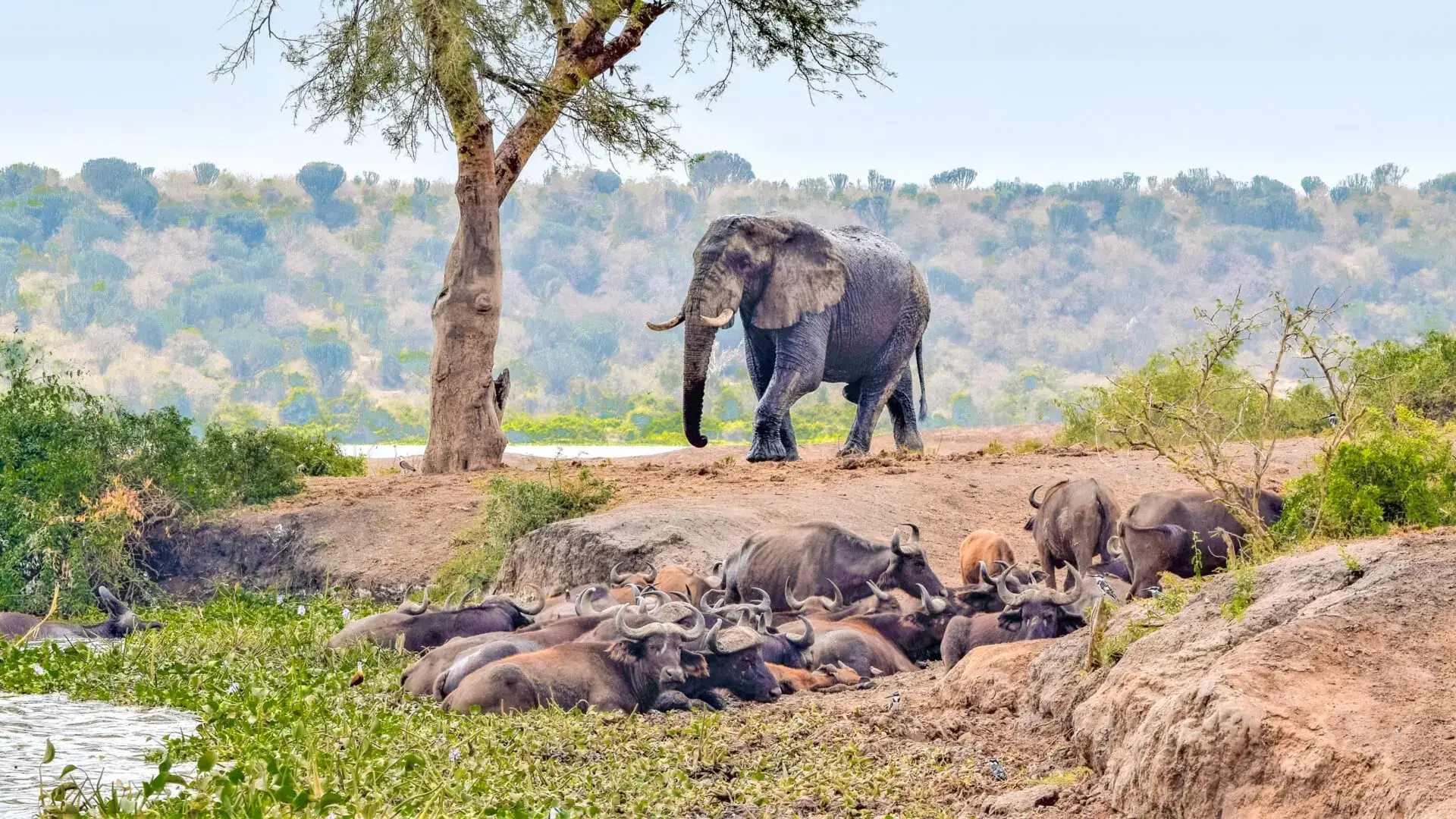 Wildlife Tours in Queen Elizabeth National Park