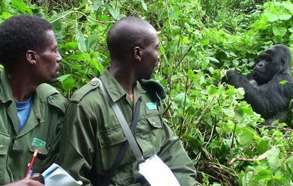 Gorilla Trekking Vs Habituation