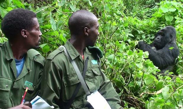 Gorilla Trekking Vs Habituation