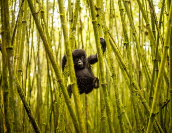 Rwanda Gorilla Trekking in February