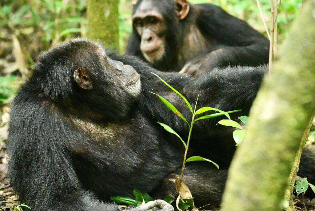 3 Days Chimpanzee Trekking Rwanda Safari plus Canopy Walk in Nyungwe Forest National Park