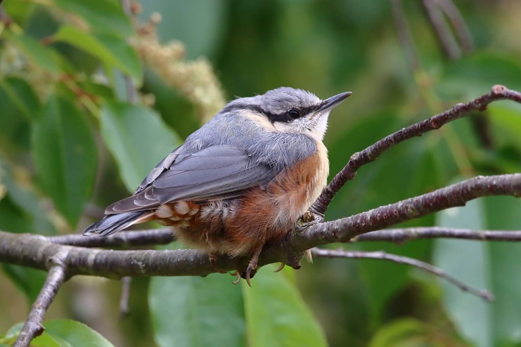 Birding on Semuliki Wildlife Tours
