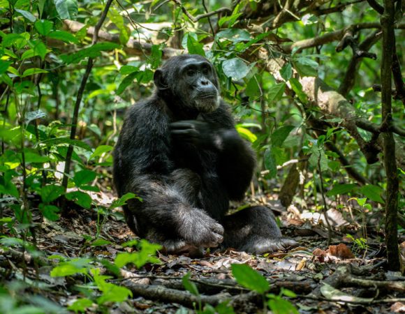 Chimpanzee Tracking Vs Gorilla Trekking