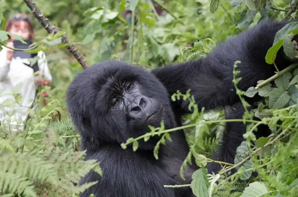 Chimpanzee Tracking Vs Gorilla Trekking Tours 