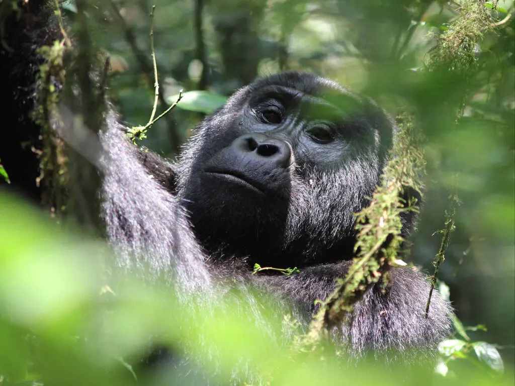 Is Uganda or Rwanda Better for Gorilla Trekking 