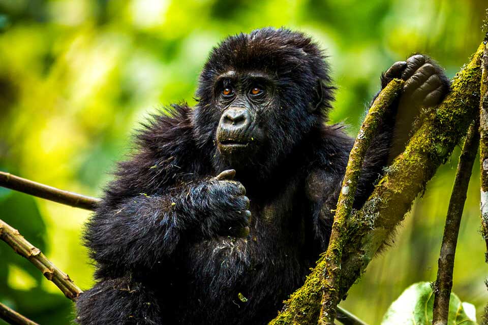 Is Uganda or Rwanda Better for Gorilla Trekking?