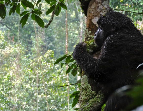 Rwanda Gorilla Trekking Tours in January