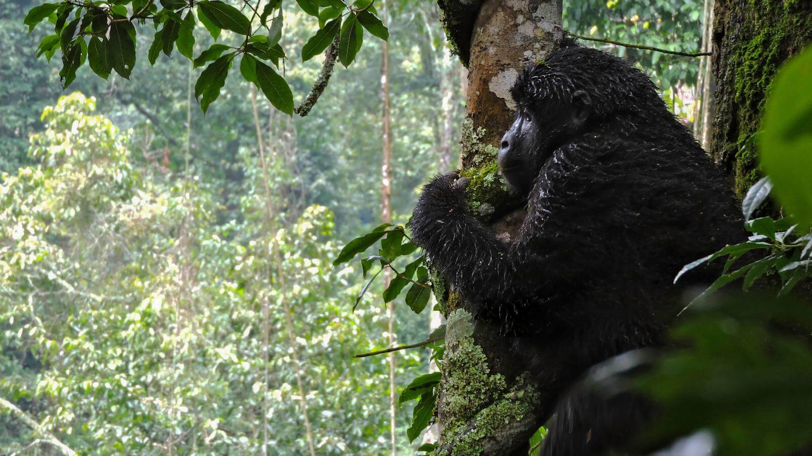 Rwanda Gorilla Trekking Tours in January