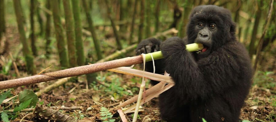 Rwanda Gorilla Trekking Tours in March, best of Premium Africa Safaris