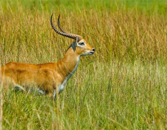 Semuliki Wildlife Tours