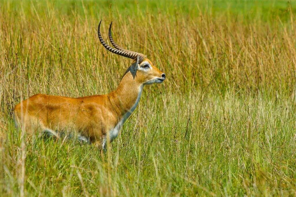Semuliki Wildlife Tours