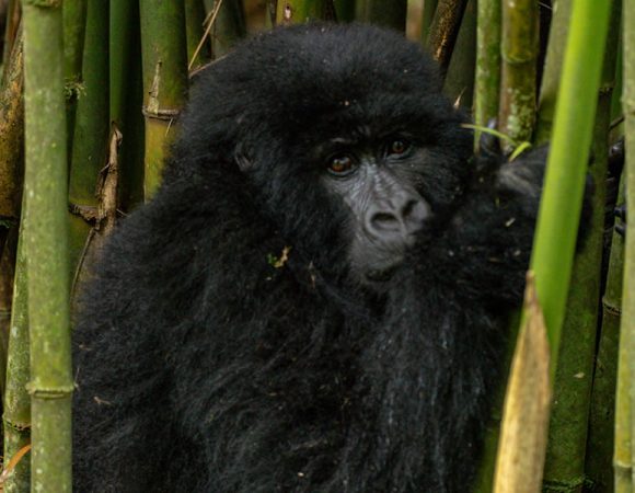 Rwanda Gorilla Trekking Tours in March