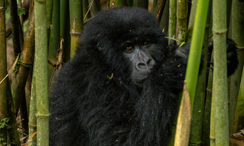 Rwanda Gorilla Trekking Tours in March