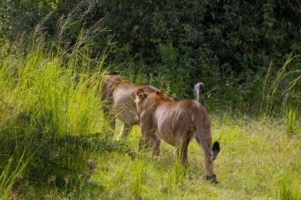 Wildlife Tours in Kidepo Valley National Park
