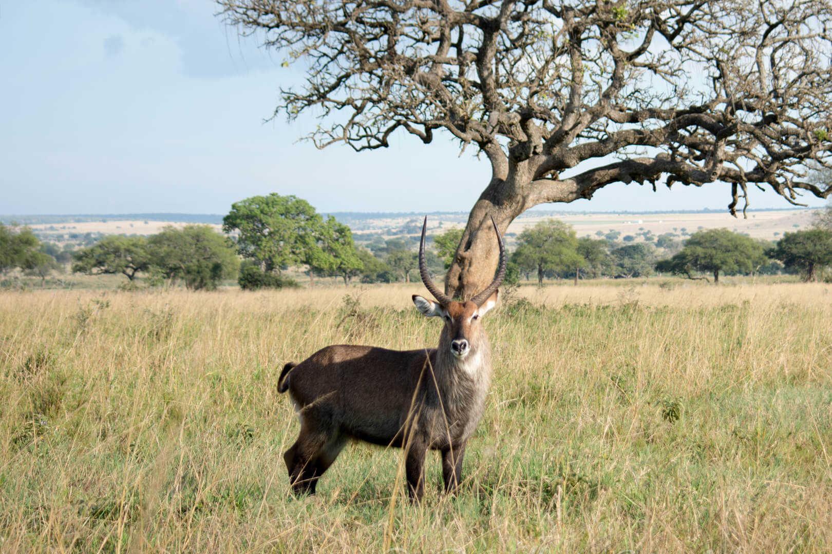 Wildlife Tours in Kidepo