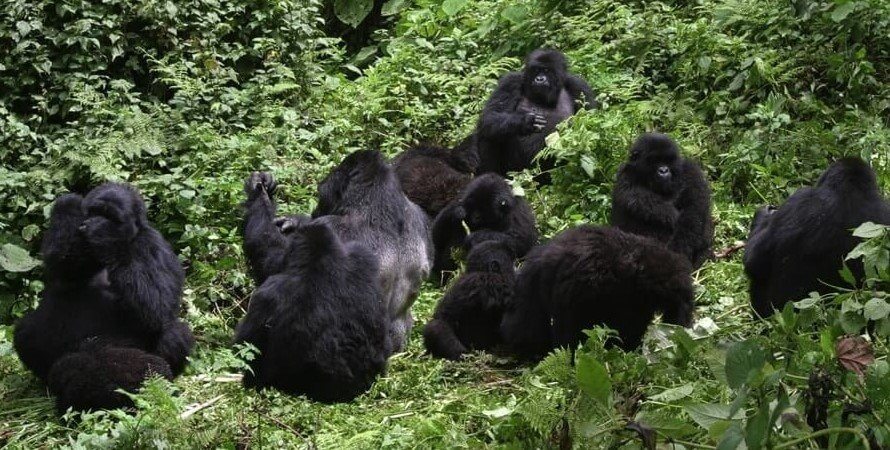 7 Days Rwanda Safari